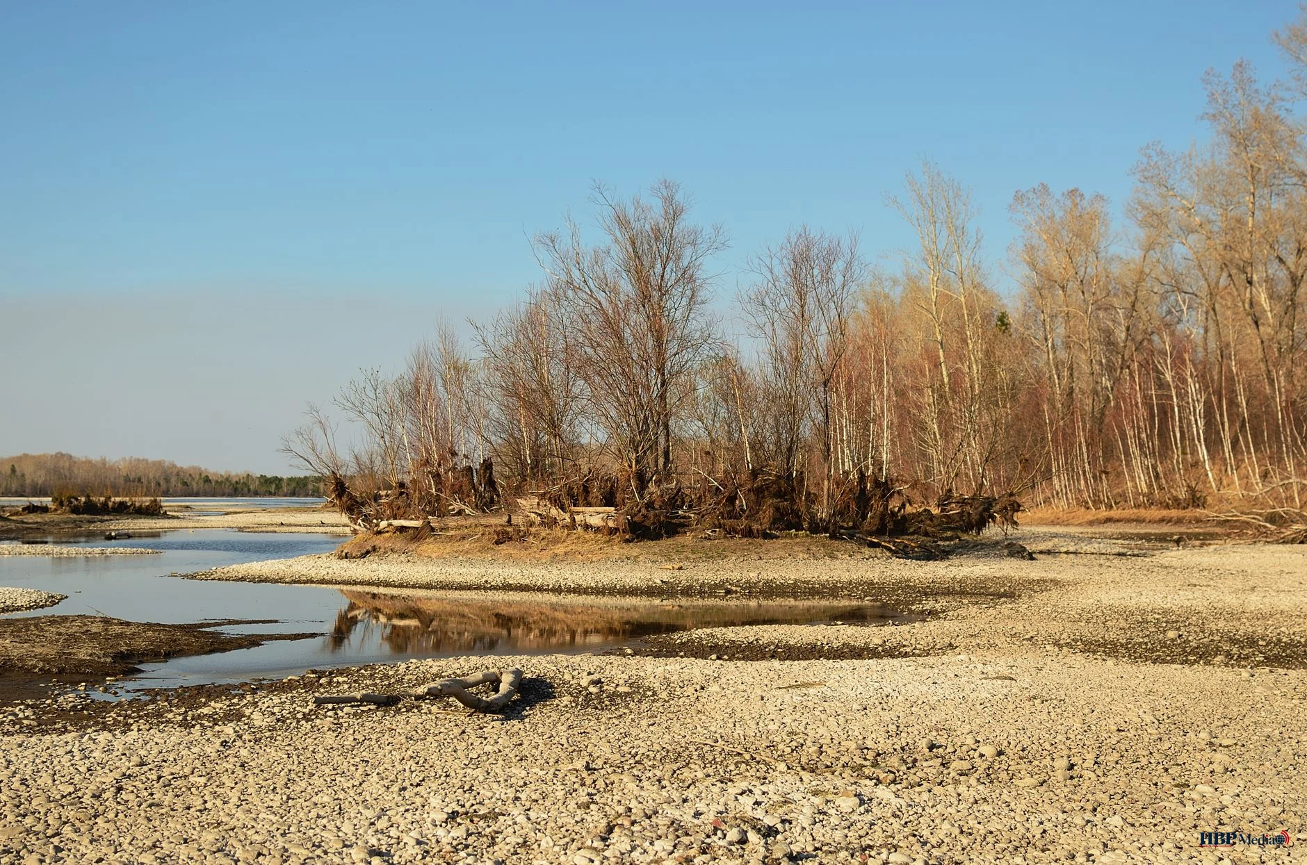 leafless trees near a river
