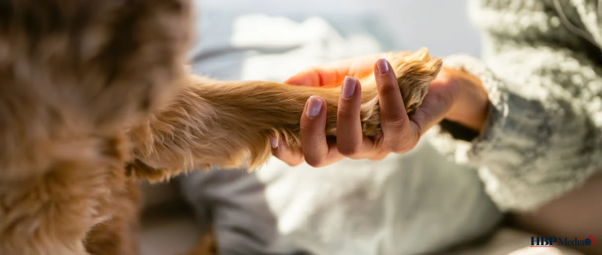 Hond bij dierenarts na botbreukoperatie