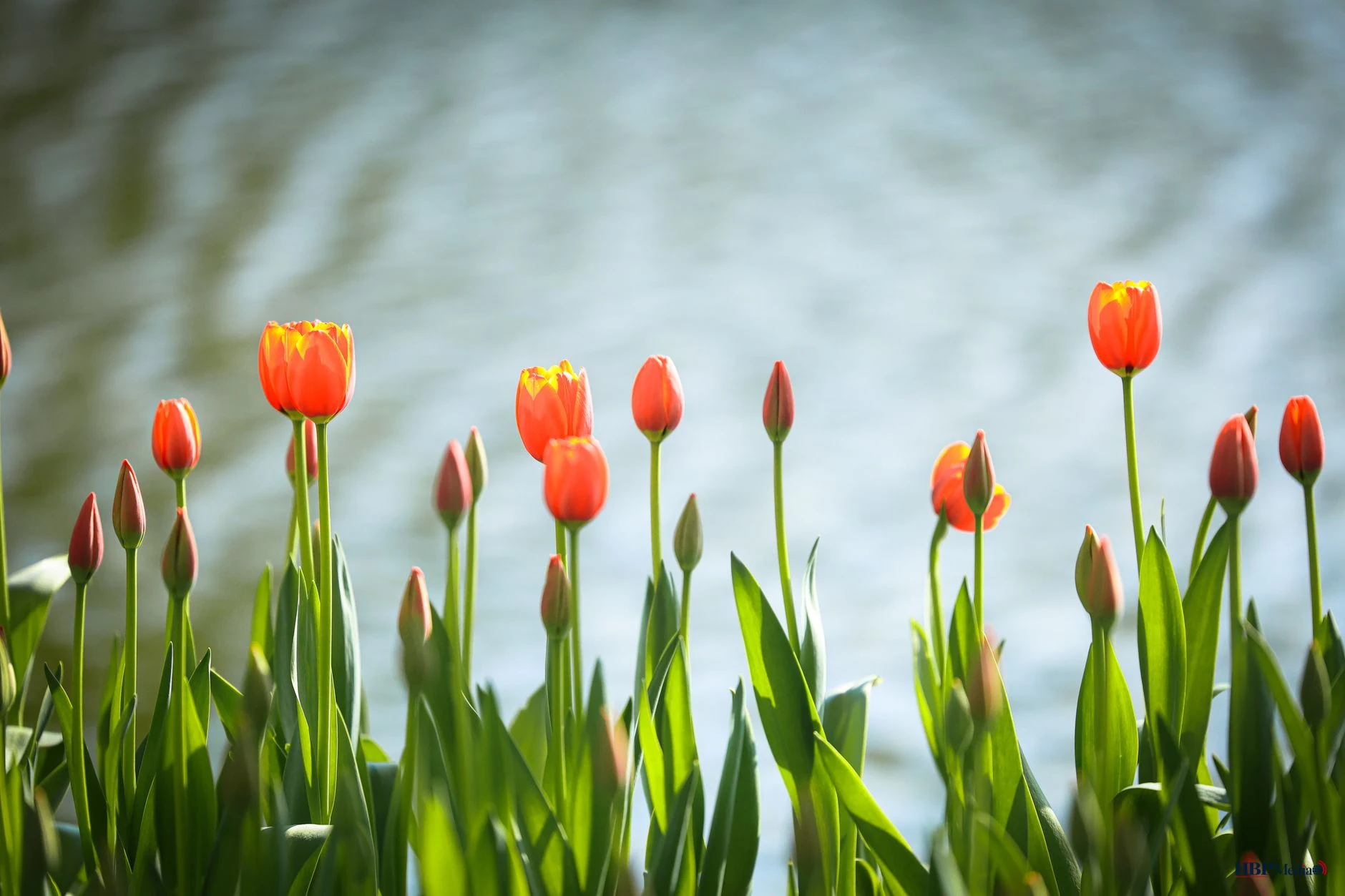 vibrant orange tulips by a serene lakeside