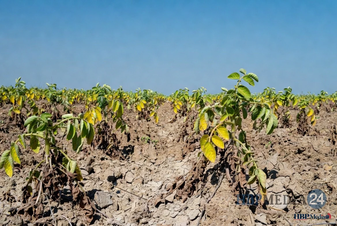 Droge akker met aardappelplanten die lijden onder de aanhoudende hitte en droogte