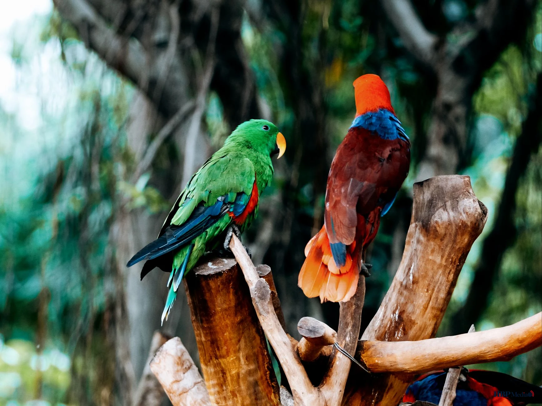 tropical parrots sitting on tree