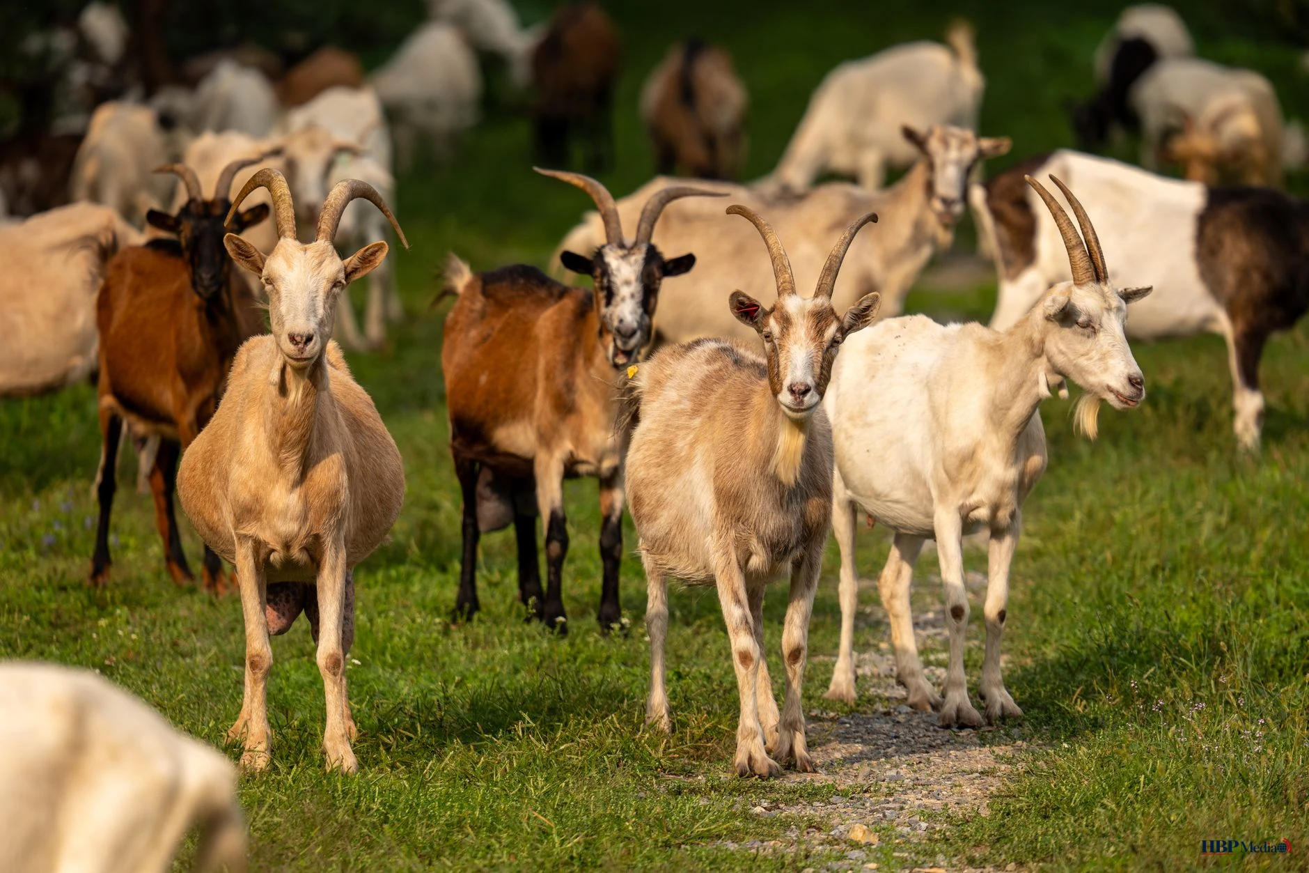 Een Nederlandse geitenhouderij in een landelijke omgeving waarvoor nieuwe afstandsregels gaan gelden.