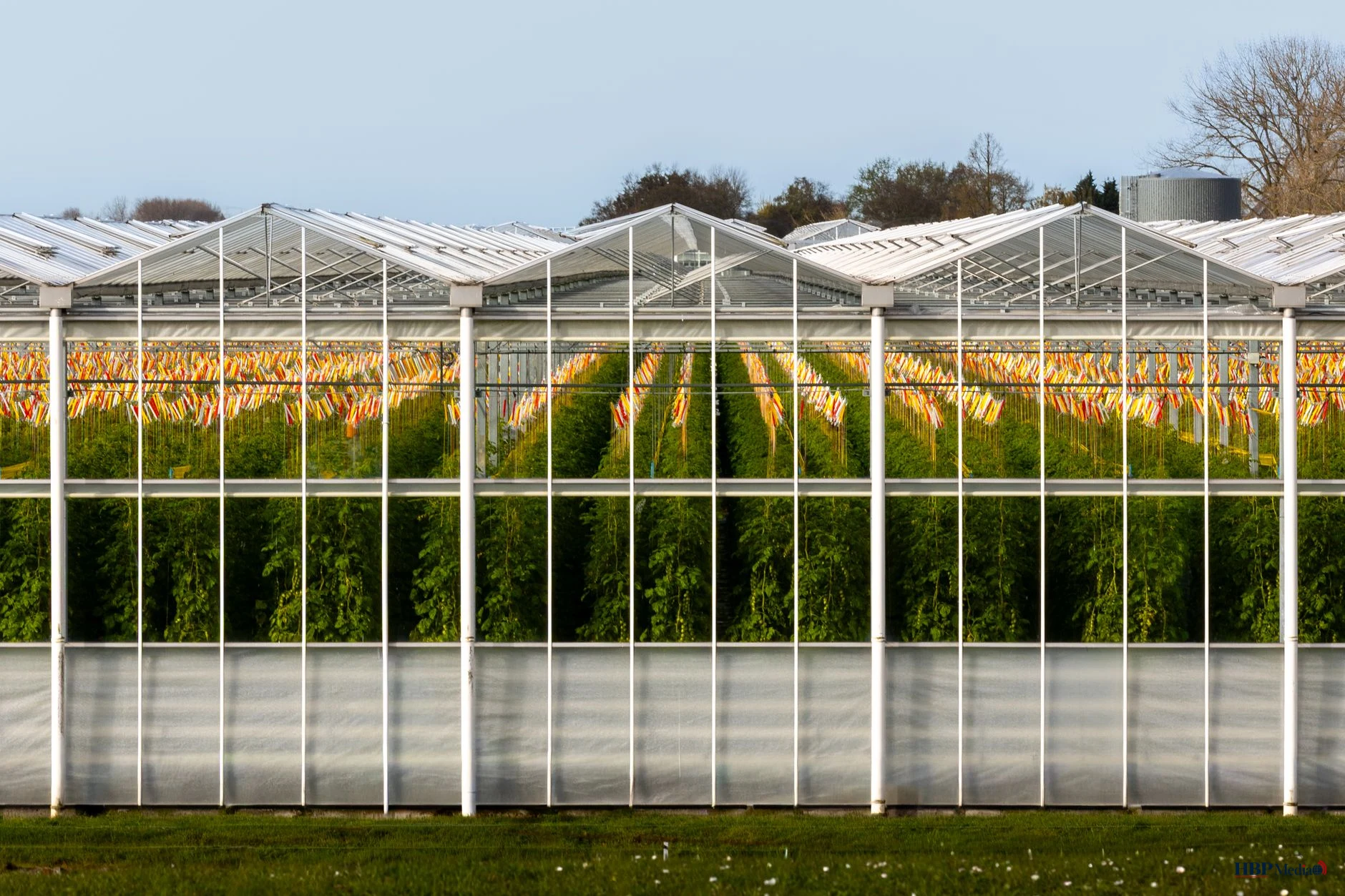 modern greenhouse with tomato plants in south holland