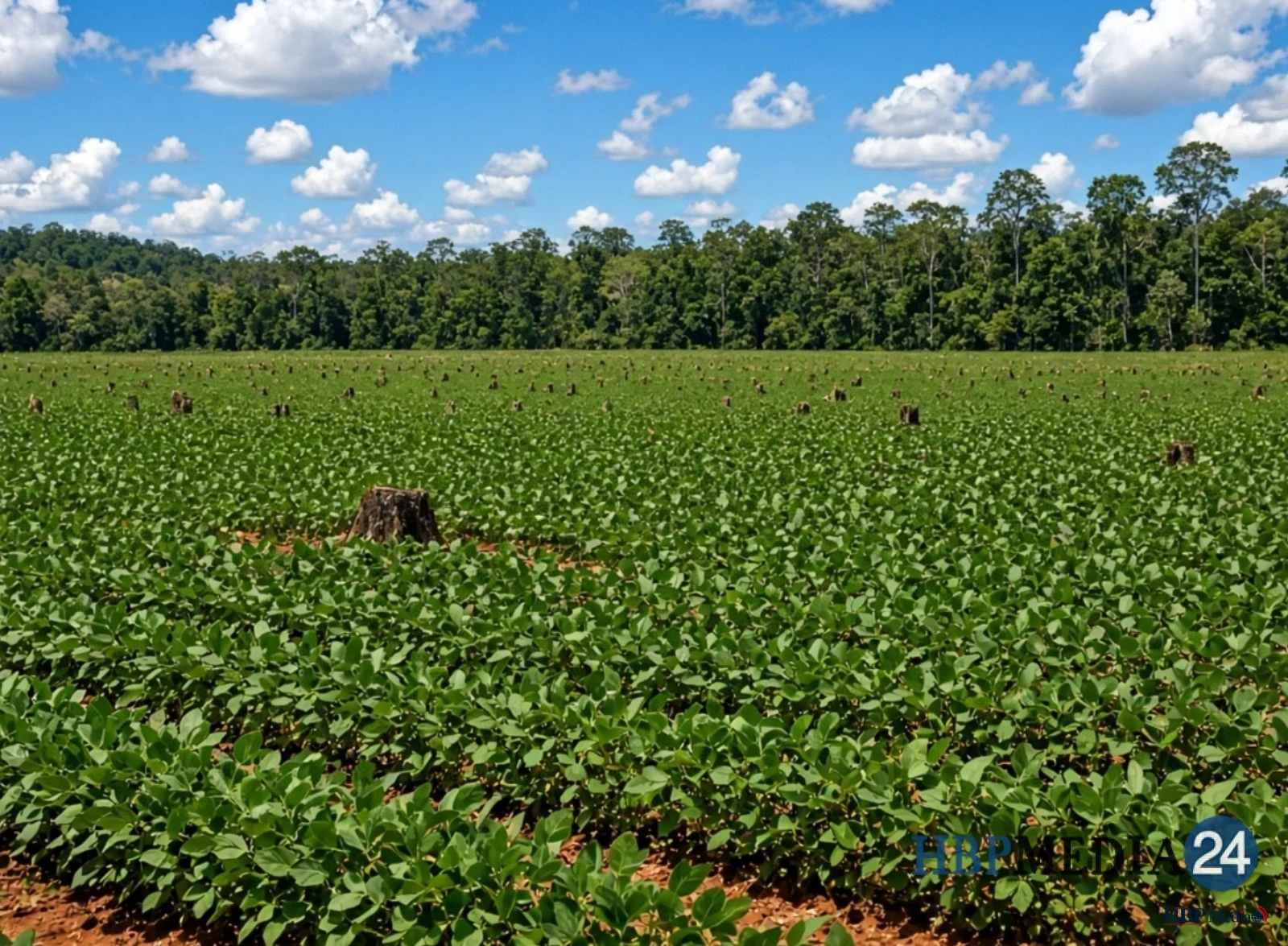Een uitgestrekt veld met sojabonen op een plek waar voorheen dicht bebost regenwoud stond.