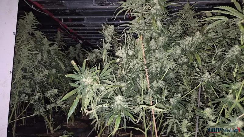 Politieagenten bij een woning waar een illegale hennepkwekerij is ontmanteld.