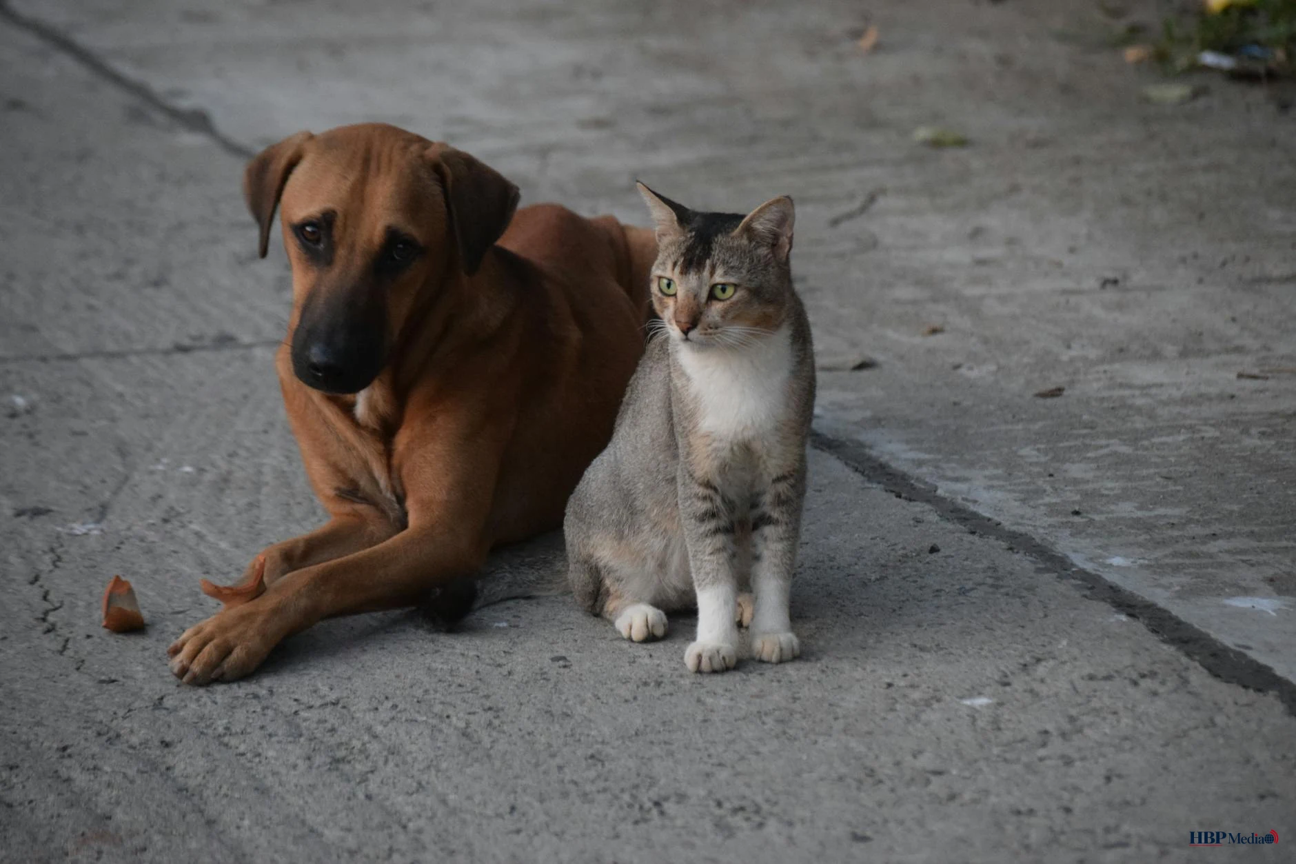 Hond en kat in beeld bij bericht over nieuwe EU-regels voor dierenwelzijn