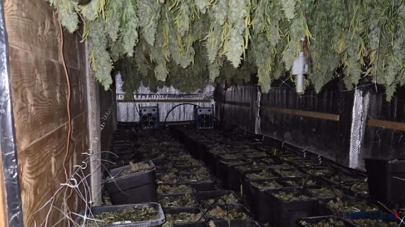 Ondergrondse hennepkwekerij in Purmerend aangetroffen onder een betonvloer door het Drugsteam.