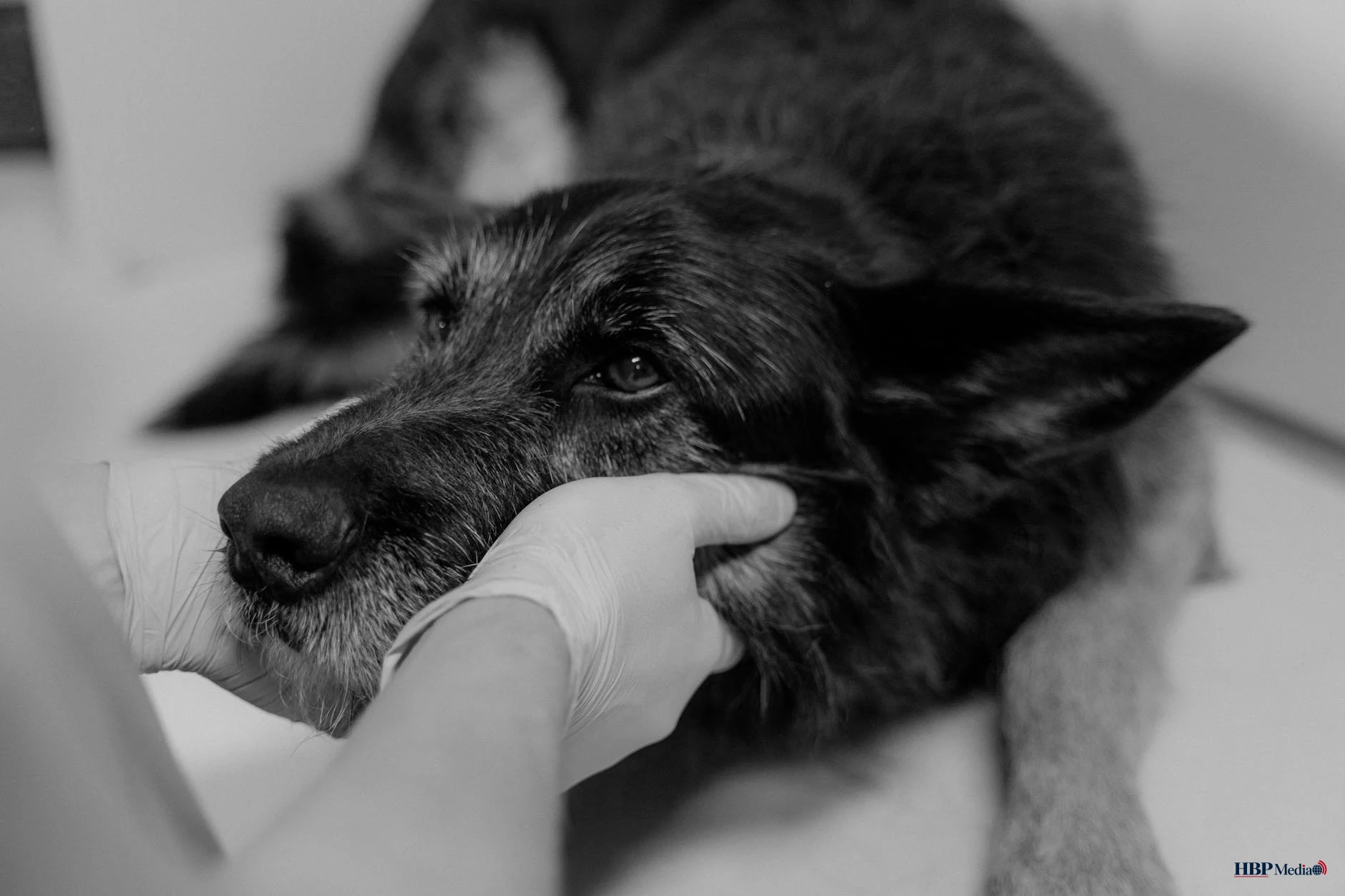Een dierenarts onderzoekt een hond in een moderne dierenkliniek.