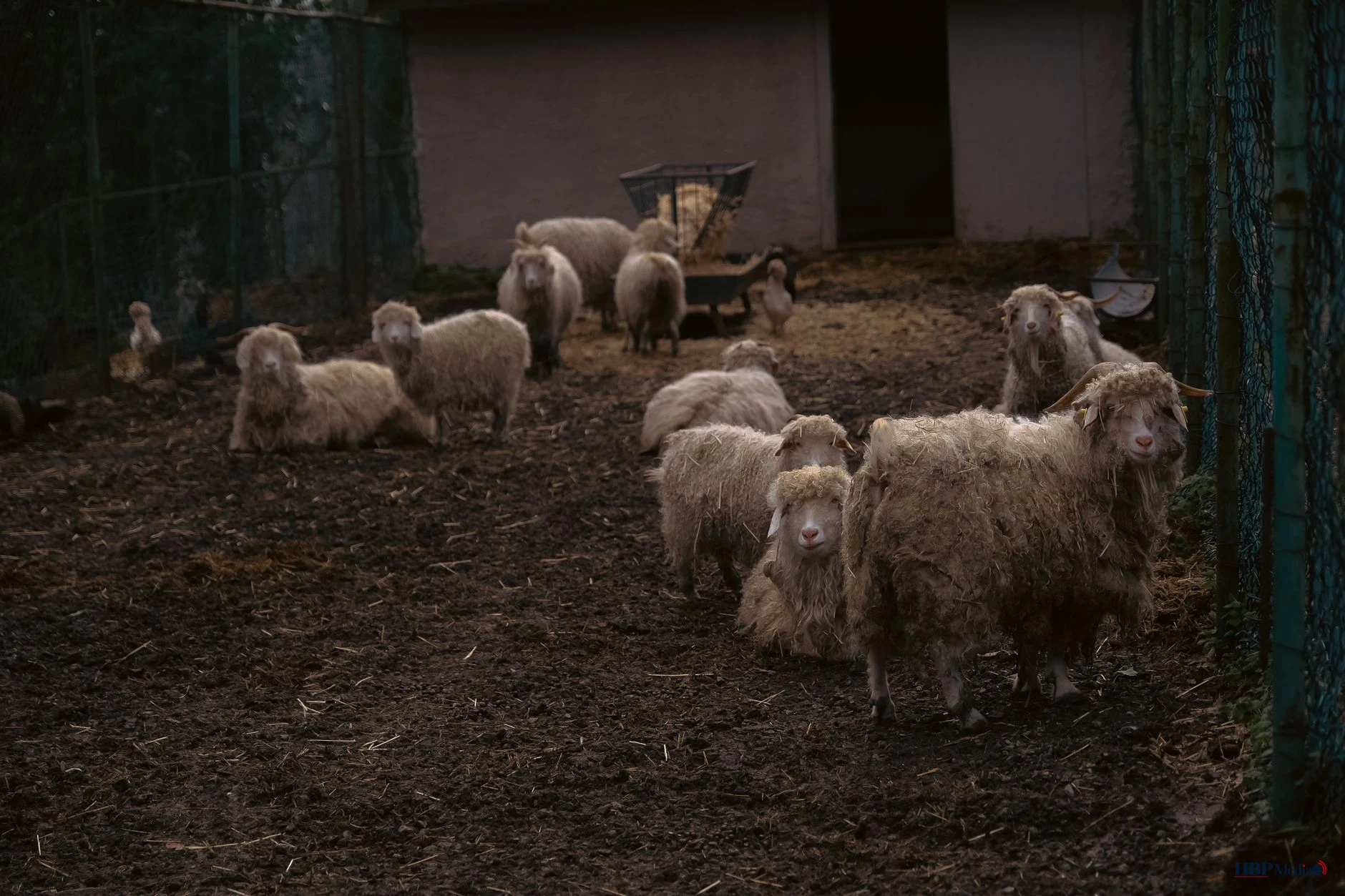 rustic sheep farm in barnyard setting
