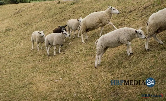 Extreme hitte en droogte: Recordweer en schapen van de dijk