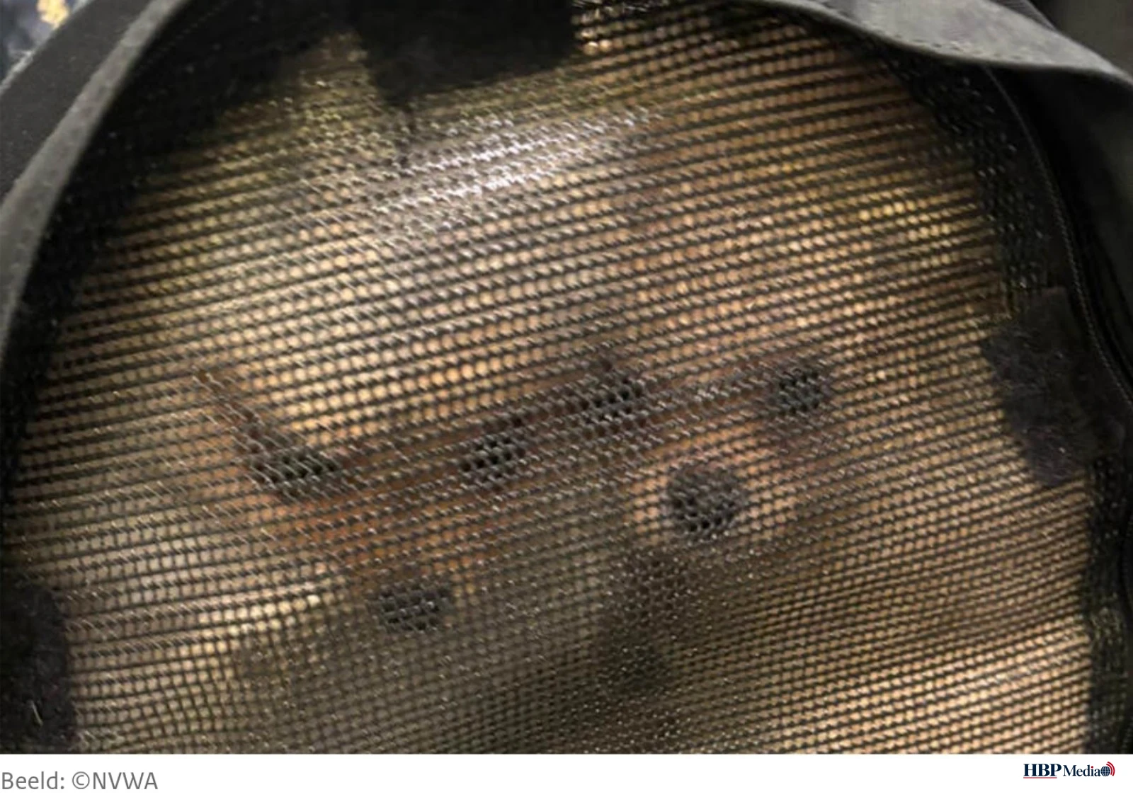 Douanemedewerkers op Schiphol ontdekken zes jonge pups in de tas van een passagier tijdens een controle in de aankomsthal.