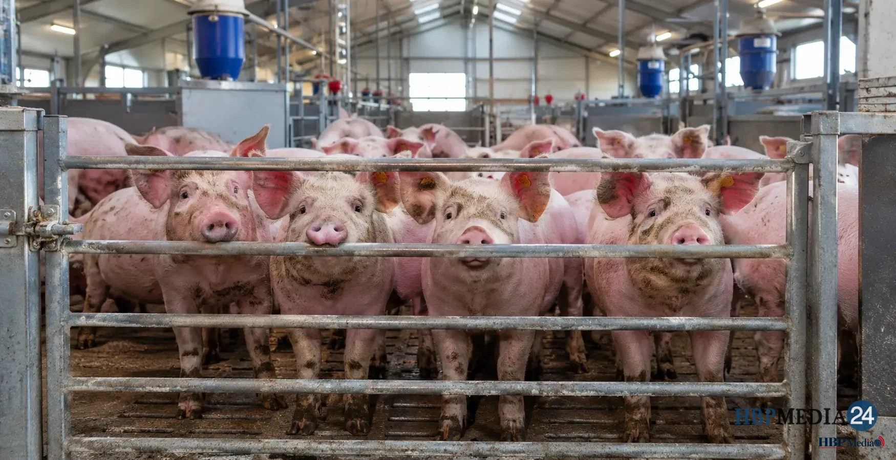 Varkens in een stal die staan te wachten achter een hek