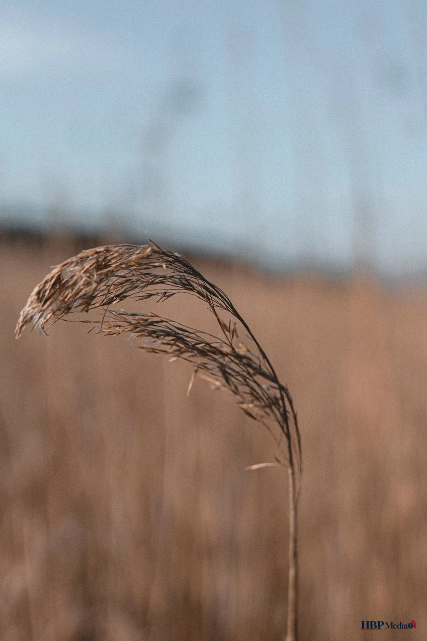 close up photography of a dry plant