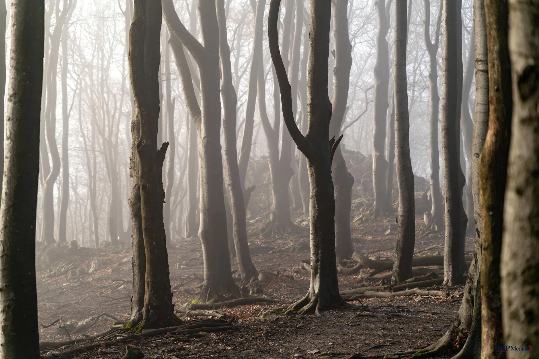 misty forest with bare trees and eerie atmosphere