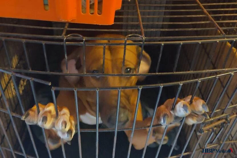 Inspecteurs NVWA nemen verwaarloosde honden in beslag in Overijssel