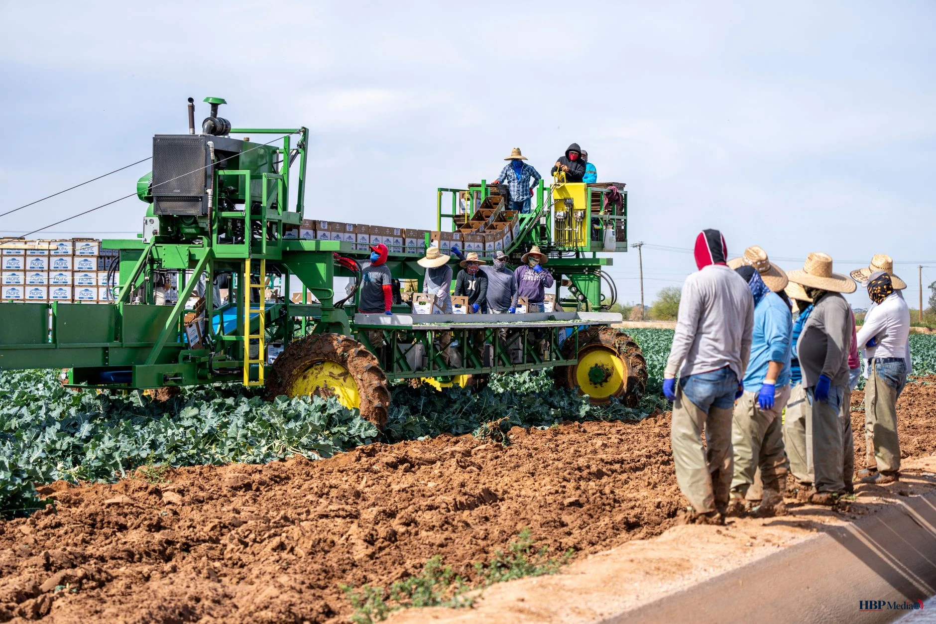 farmers harvesting vegetables on the field