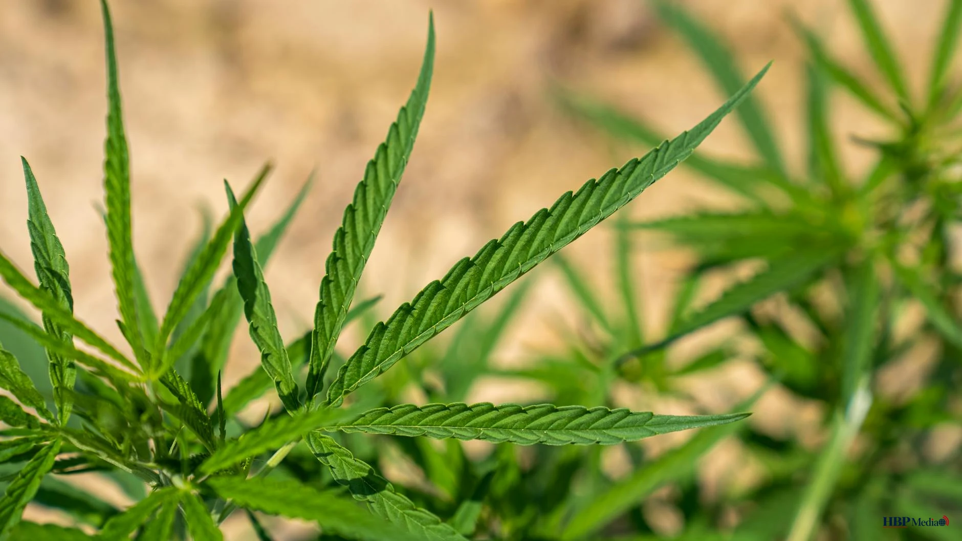 Jongere bestuurder krijgt waarschuwing over cannabis in het verkeer tijdens campagne THSAFE van TeamAlert