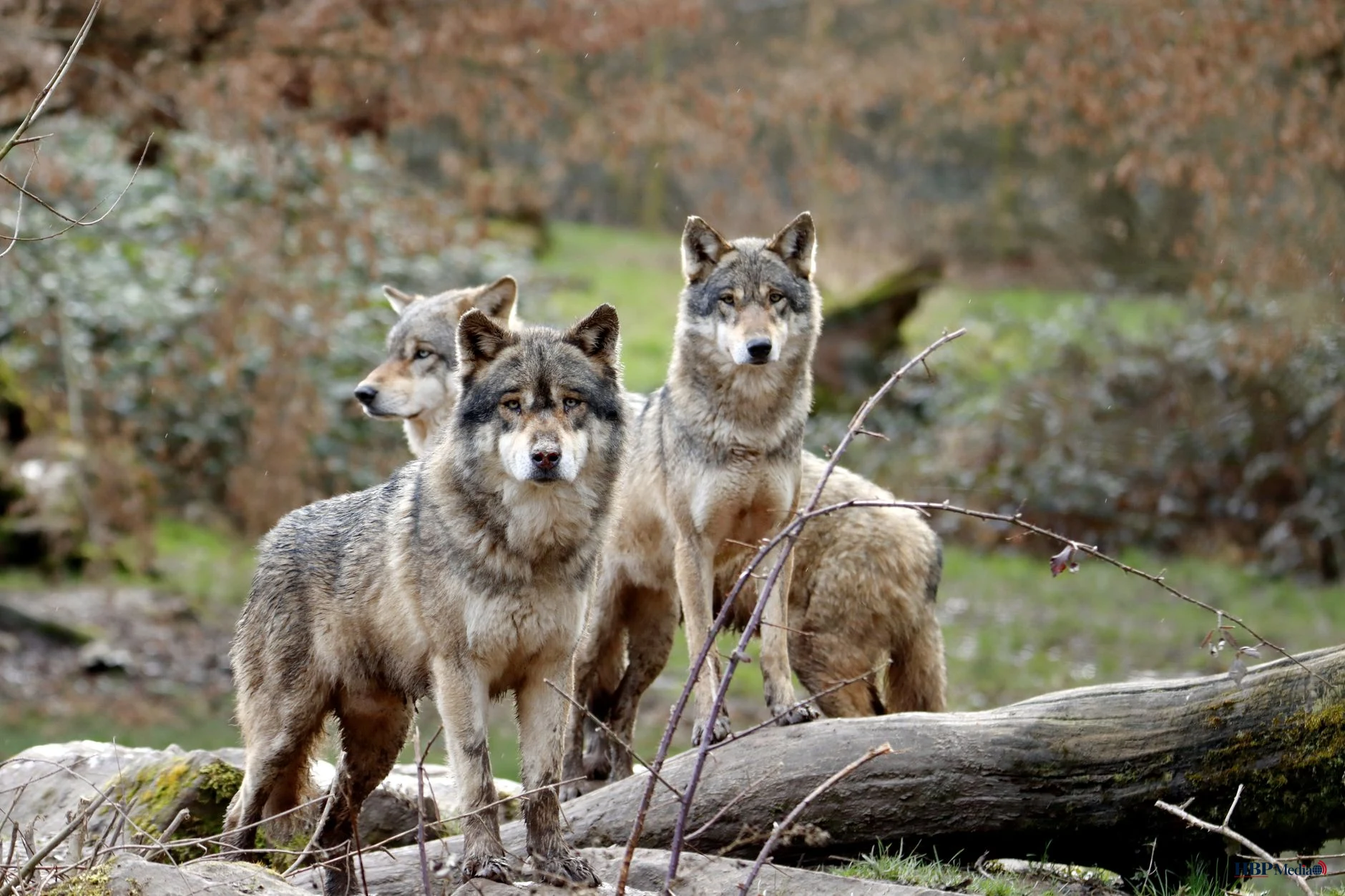 Wolf in natuurgebied terwijl kabinet nieuwe regels voorbereidt