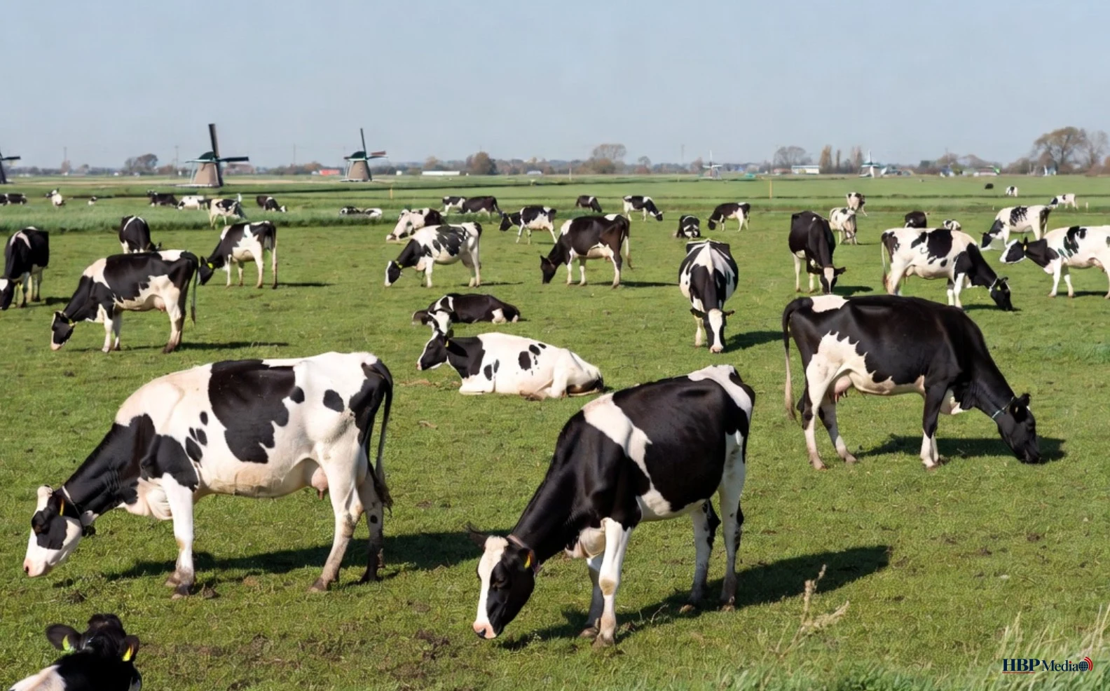 Grafiek over groei van veestapel, stikstof en ammoniak in Nederland sinds 1970