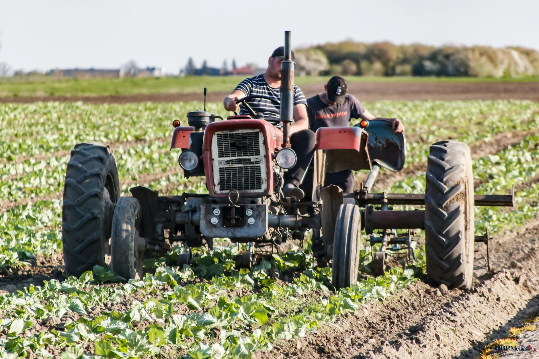Boeren en arbeiders werken op het land voor de productie van supermarktgoederen
