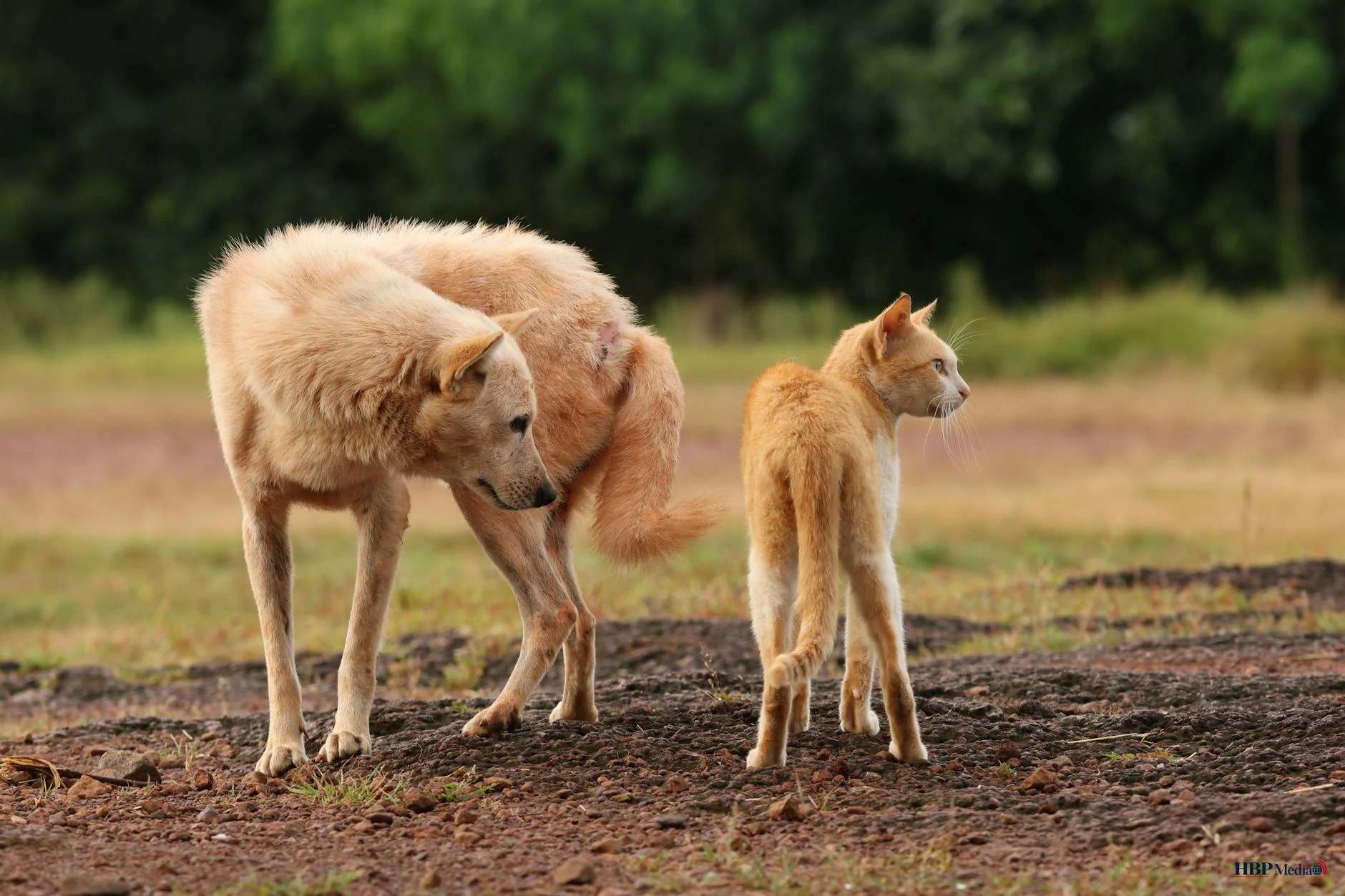 vogelgriep, huisdieren, katten, gezelschapsvogels, H5N1, Figo Pet, dierenarts, wilde vogels