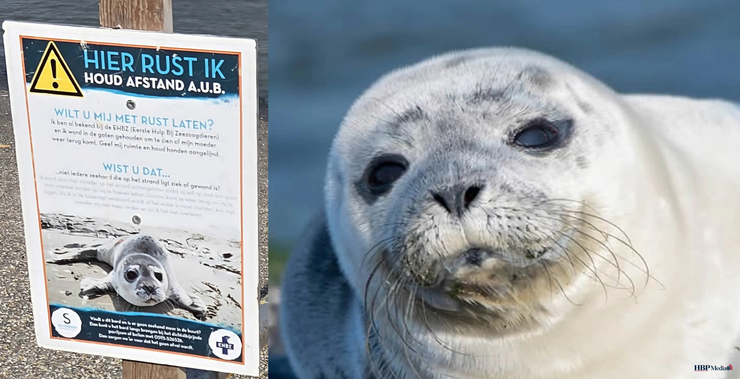 Jonge zeehond op het strand met waarschuwing om afstand te houden