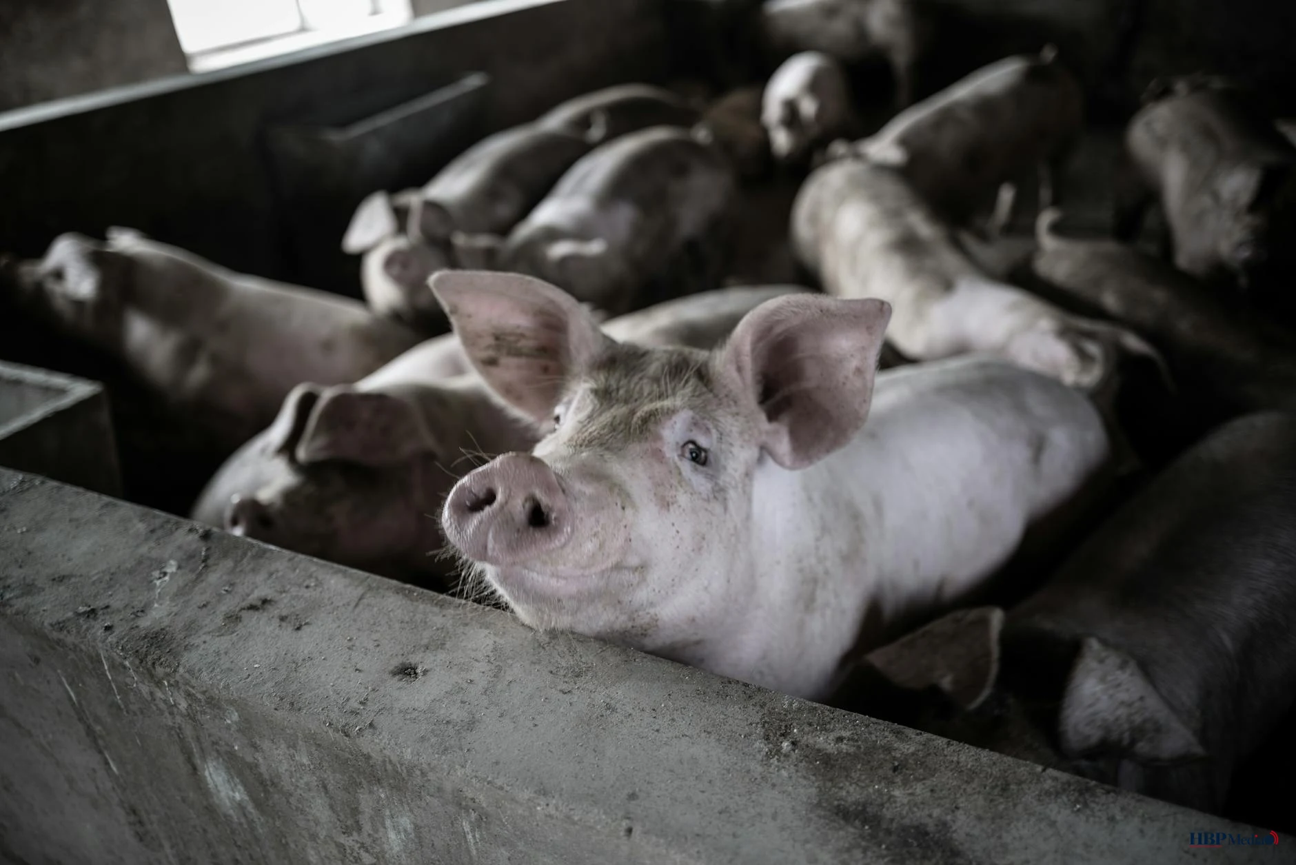 photo of a pig