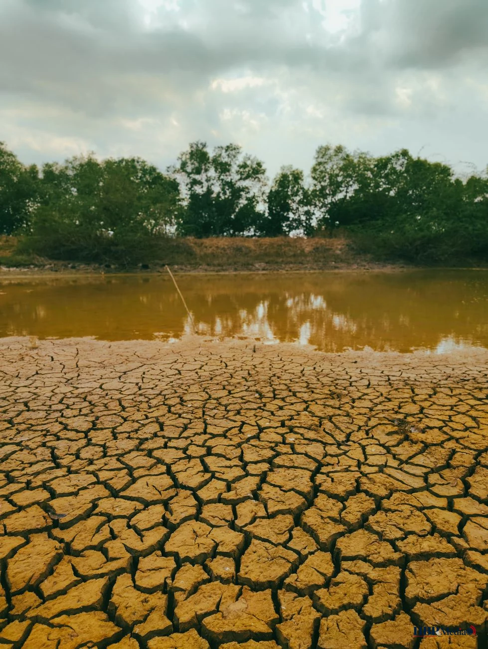 drought landscape with cracked earth and trees