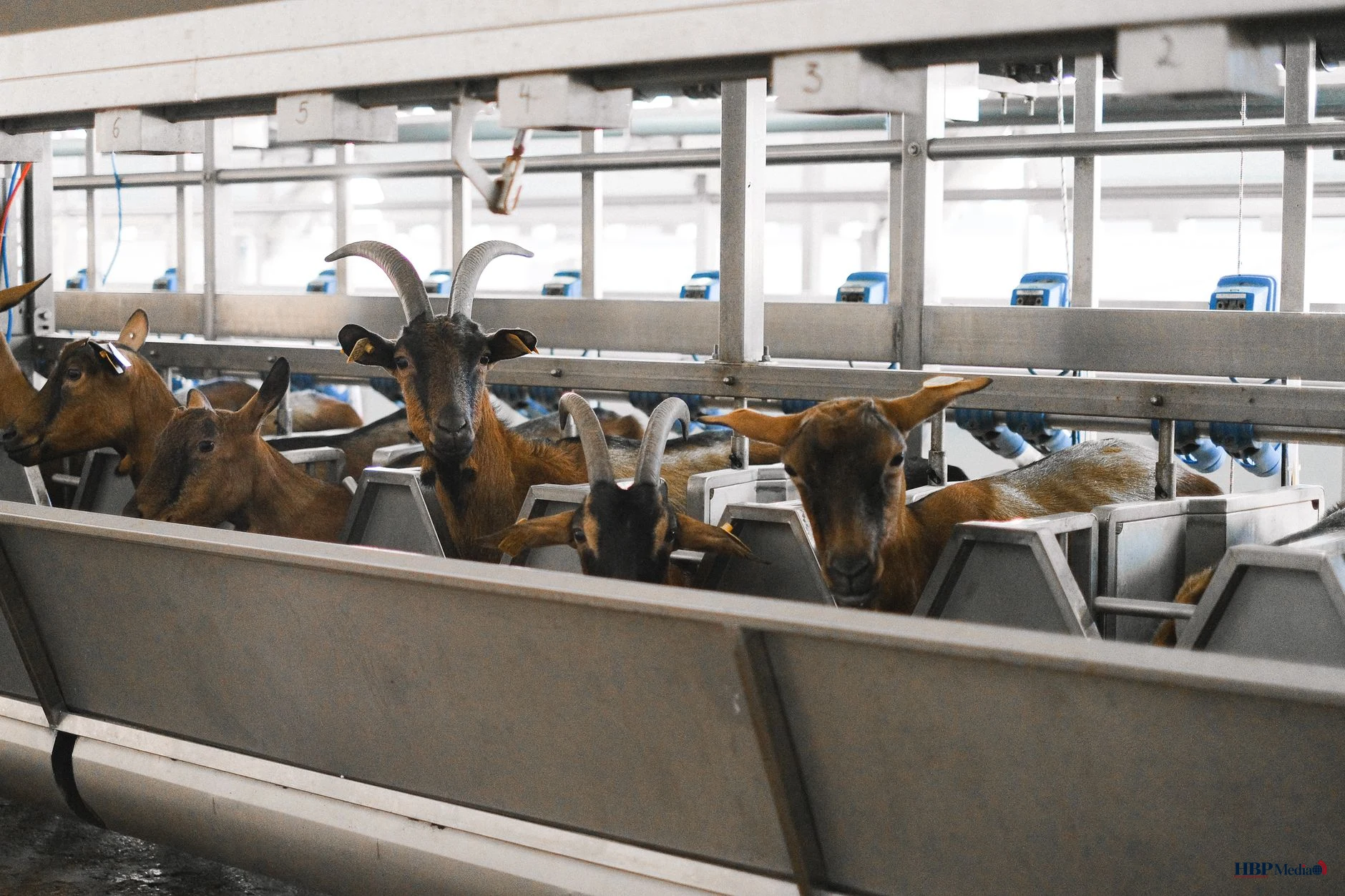 goat livestock in fold on barn