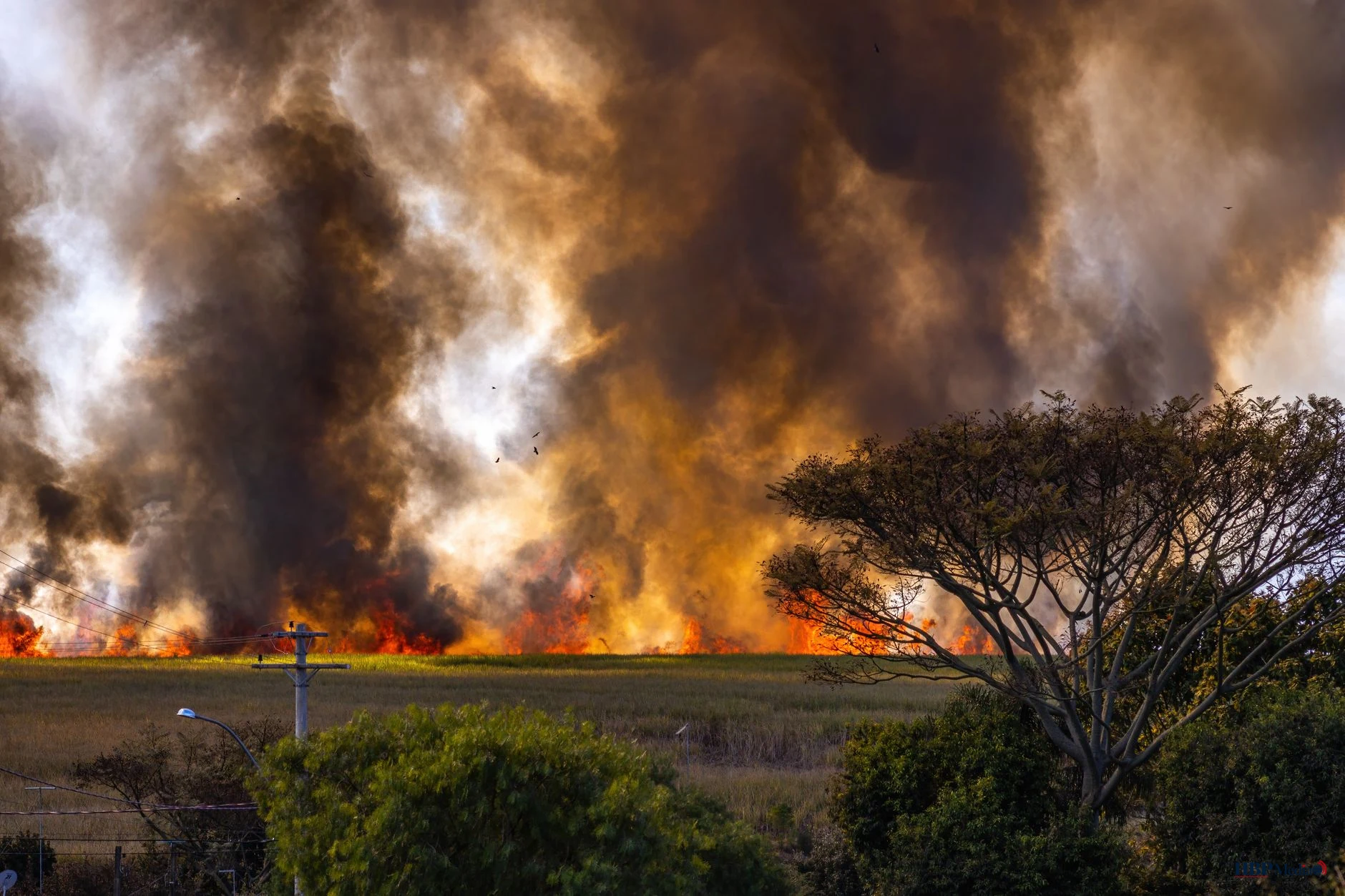 huge flames and smokes from burning grass