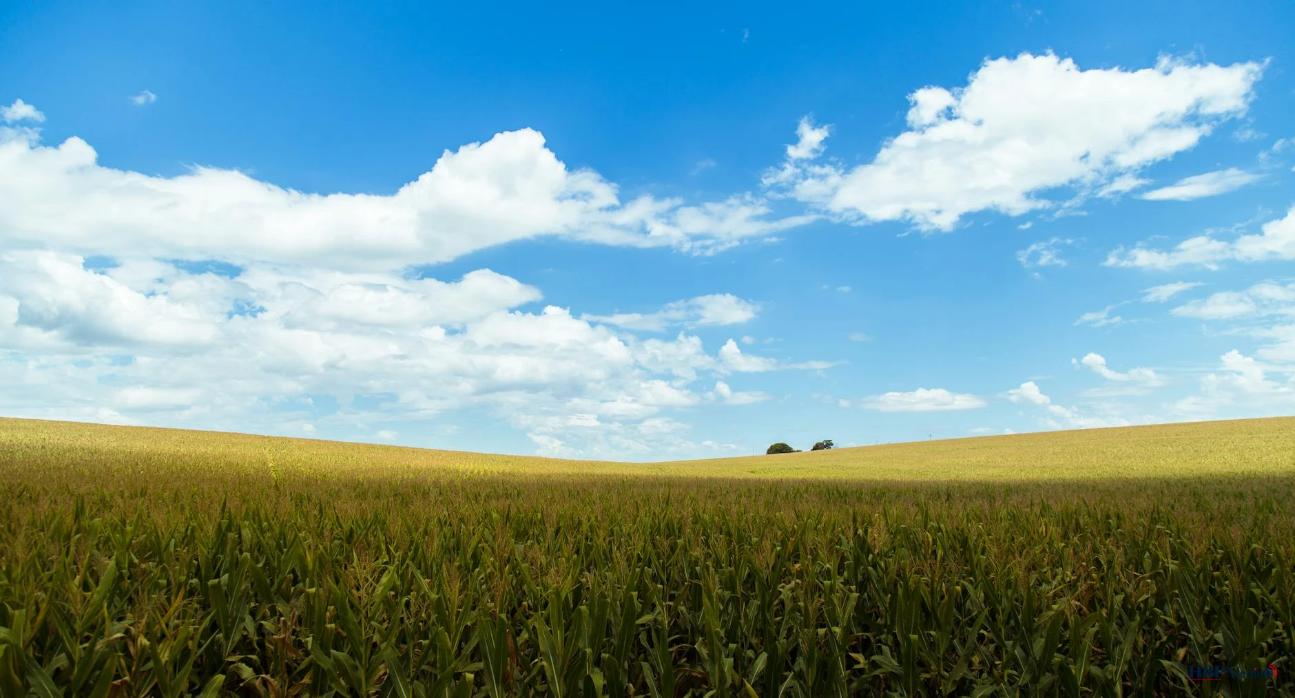rice wheat under blue skies