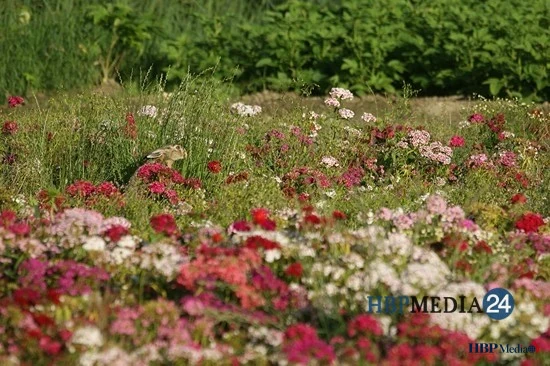 Een haas zoekt veilige beschutting in een bloemenrijke akkerrand.