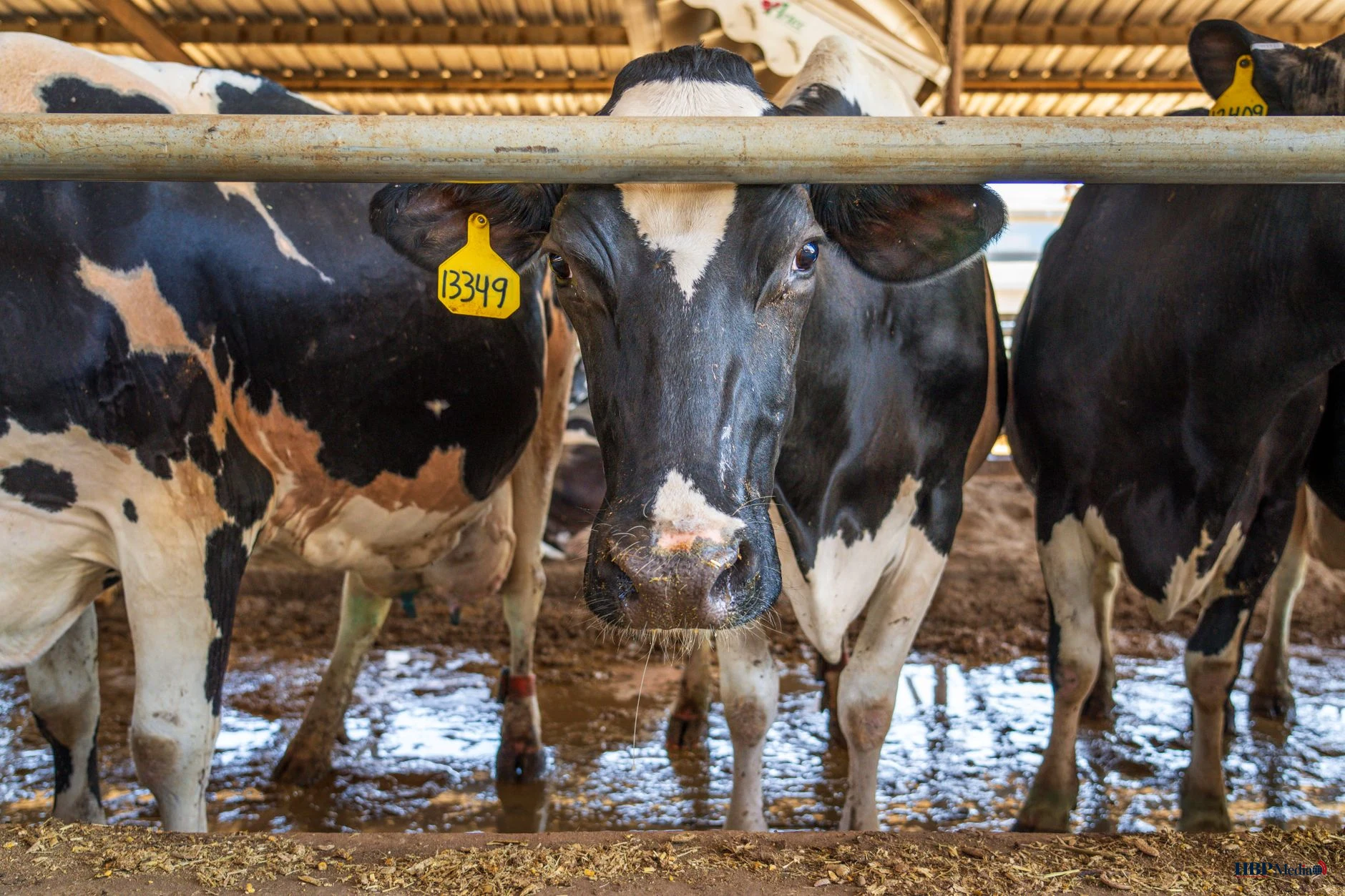 heads of cows