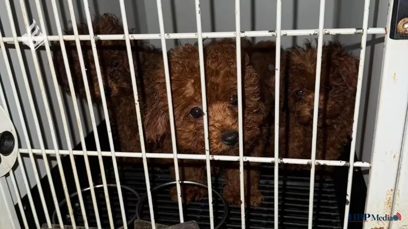 Dierenpolitie neemt 23 verwaarloosde hondjes in beslag in Amsterdam