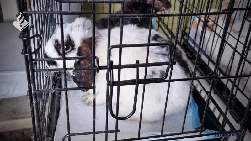 Dierenpolitie redt verwaarloosde konijnen uit appartement op IJburg