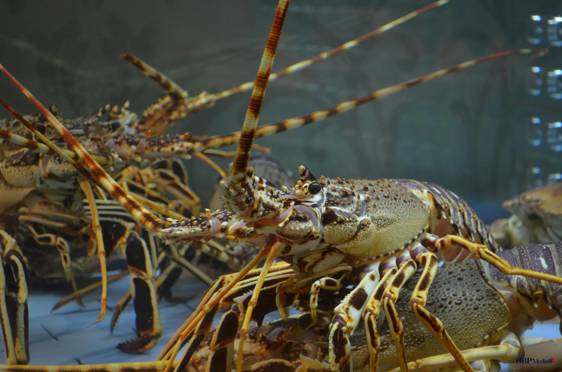 Invasieve uitheemse plantensoorten die de Nederlandse biodiversiteit bedreigen