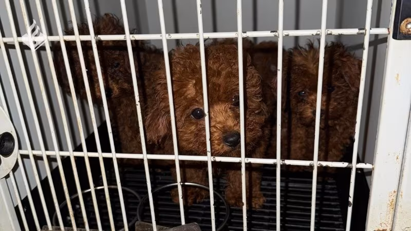 Dierenpolitie neemt 23 verwaarloosde hondjes in beslag in Amsterdam