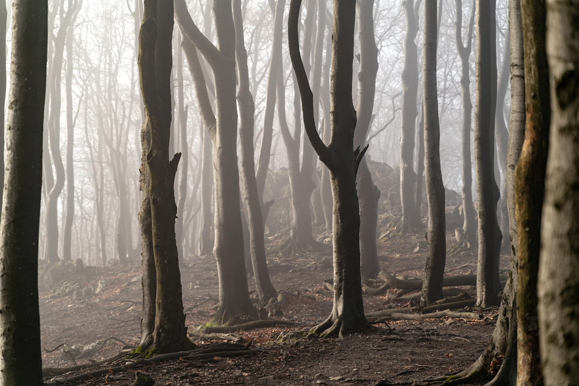 misty forest with bare trees and eerie atmosphere