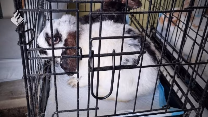 Dierenpolitie redt verwaarloosde konijnen uit appartement op IJburg