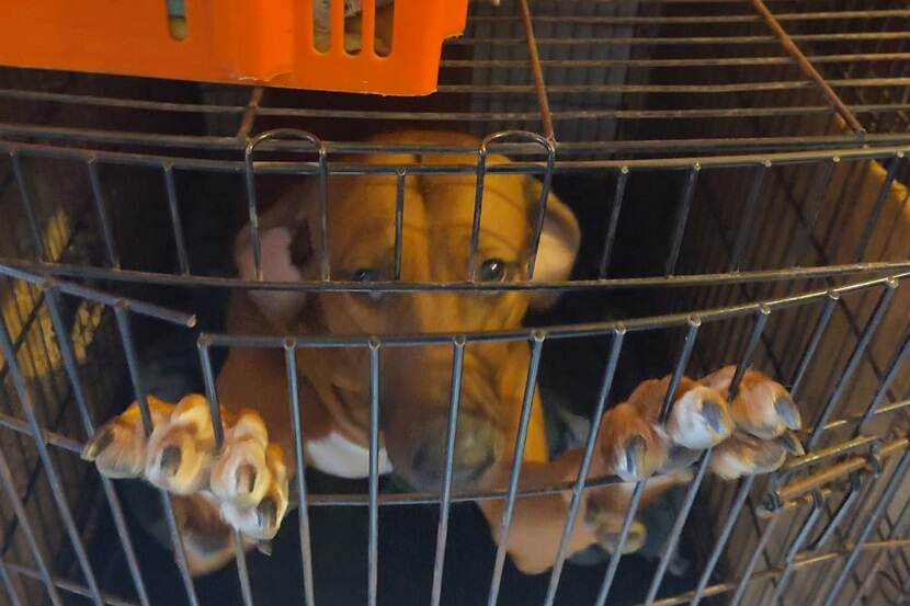 NVWA neemt 84 honden in beslag na ernstige verwaarlozing