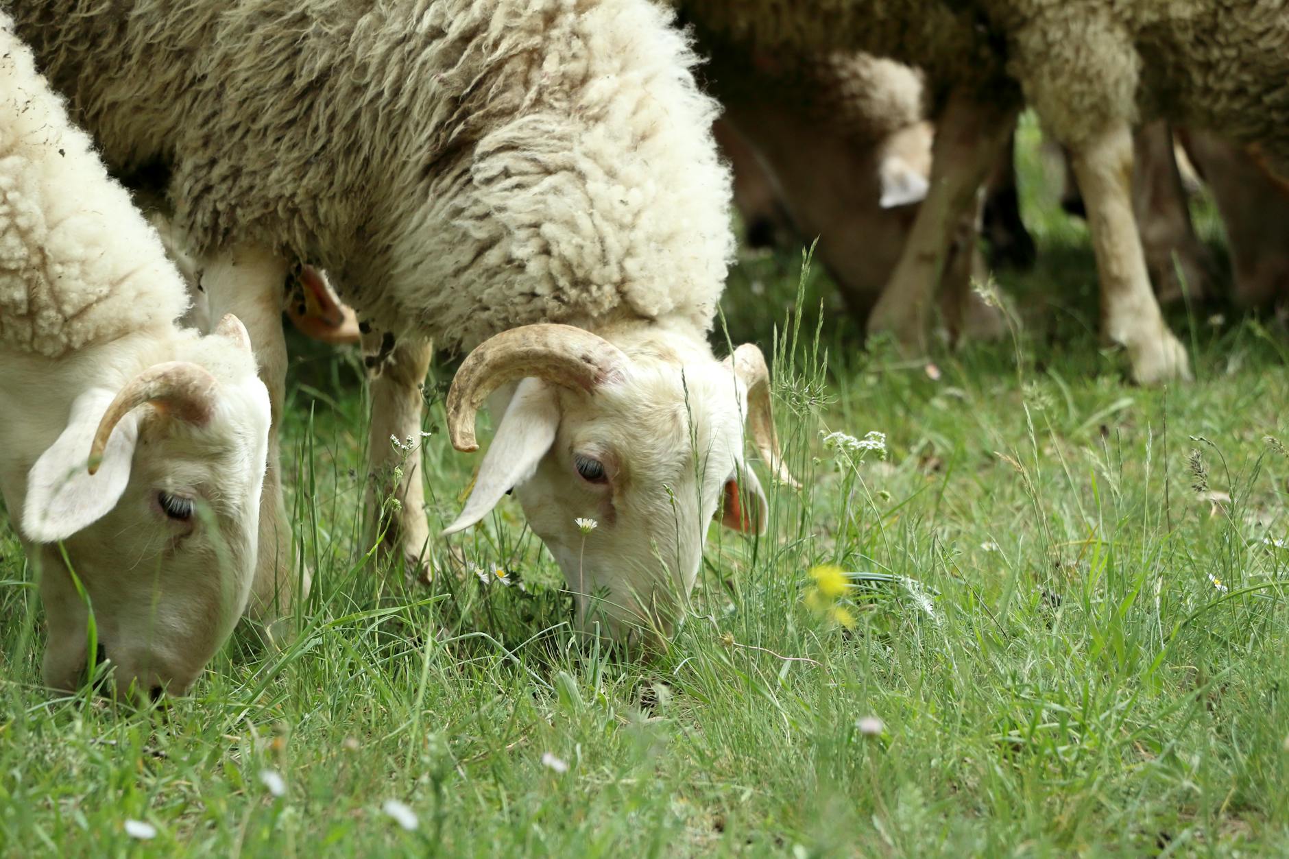 Moderne landbouwer op tractor in een groen Nederlands landschap met gezonde natuur.
