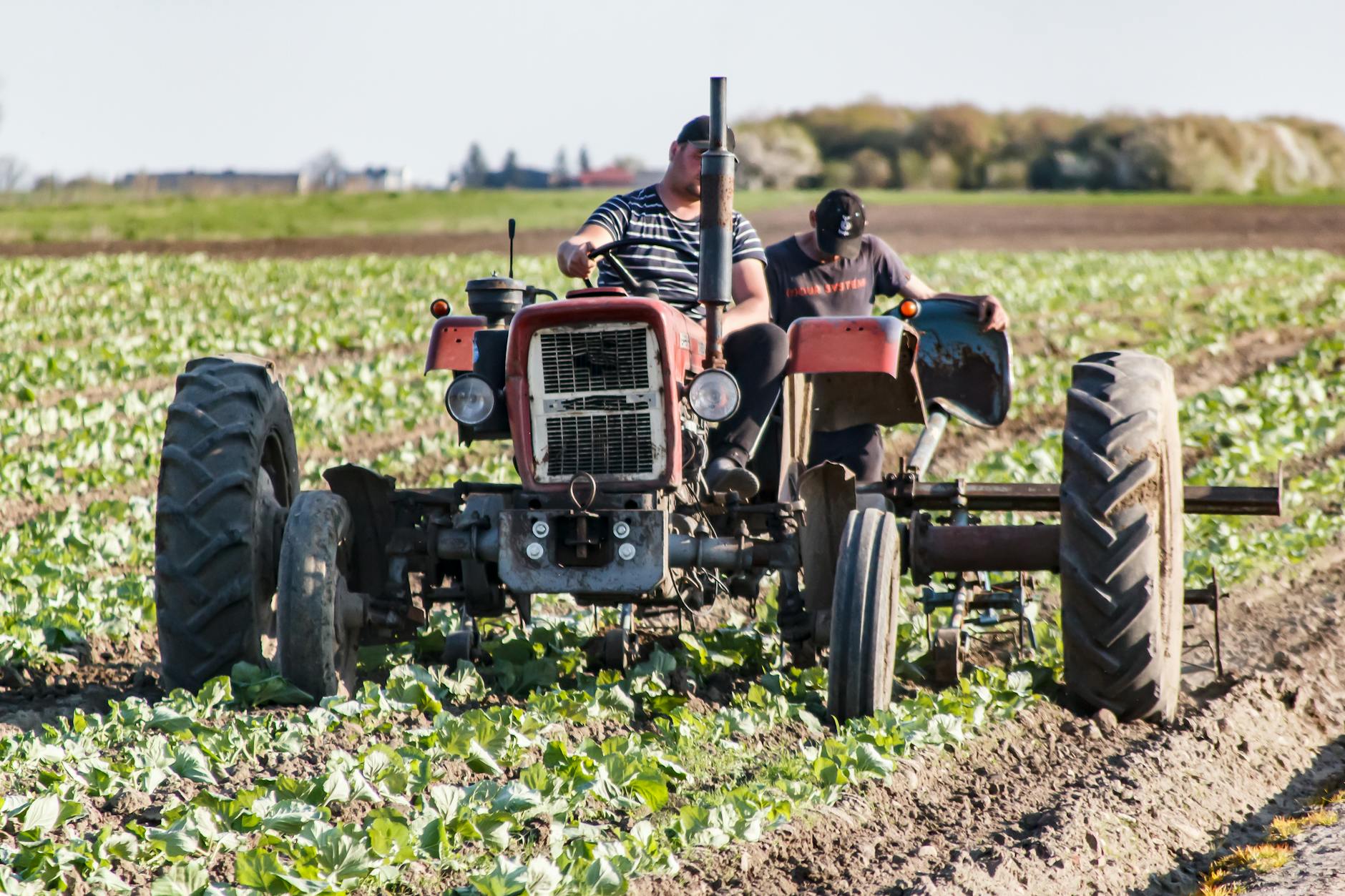 Boeren en arbeiders werken op het land voor de productie van supermarktgoederen