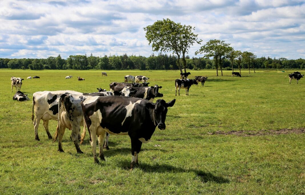 Ontwikkeling EU-subsidies in Nederland vanaf 1980 Boerenbedrijf bij natuurgebied waar nieuwe stikstofregels gelden