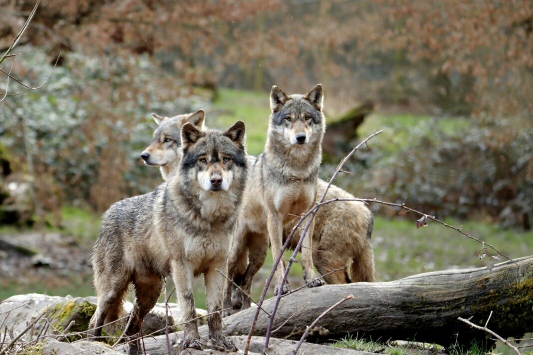 Nieuwe wolvenregels moeten gemeenten sneller laten handelen Wolf in natuurgebied terwijl kabinet nieuwe regels voorbereidt