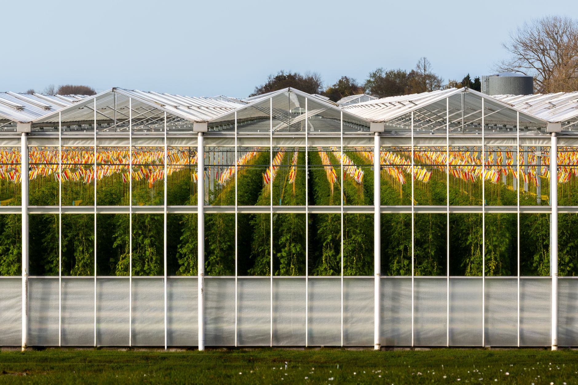 modern greenhouse with tomato plants in south holland
