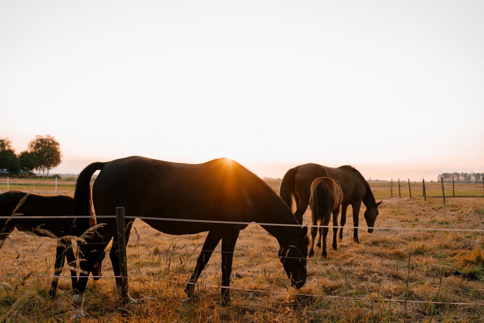 close up shot of horses grazing during sunset